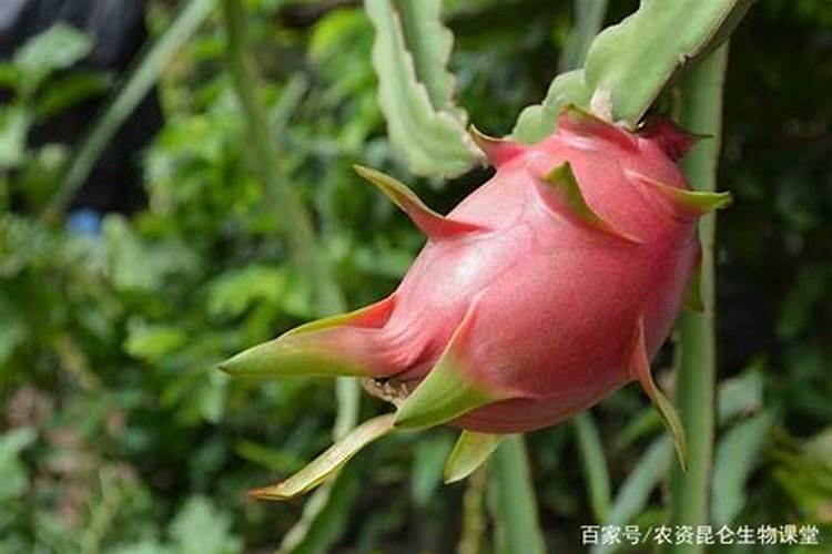 多肉植物能喷磷钾肥吗