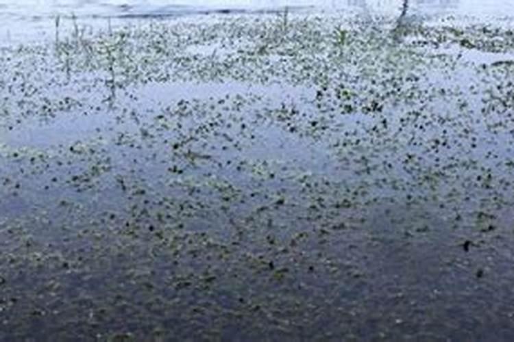 六月份脐橙用什么肥料比较好？