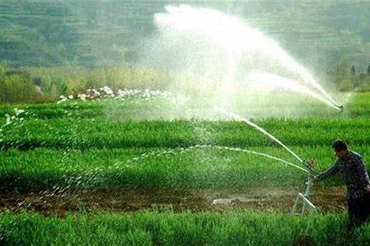 怎样确定板栗的施肥量