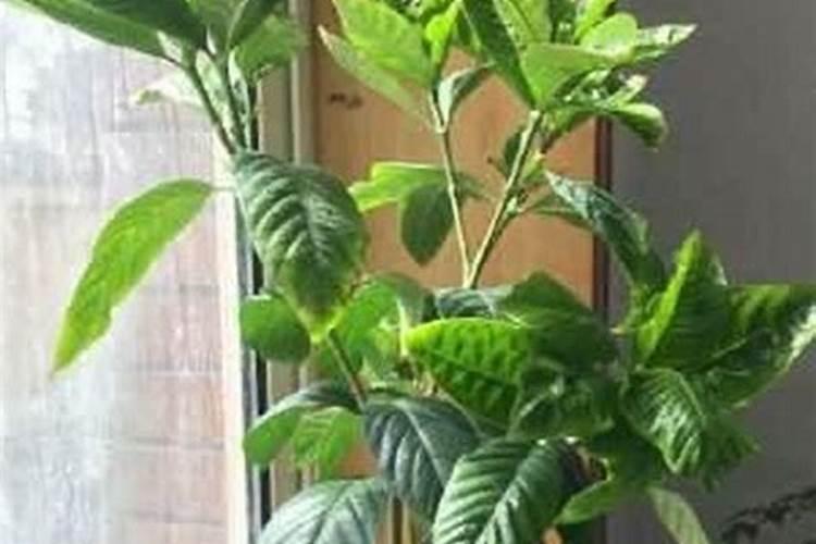 磷酸二氢钾适合哪些花