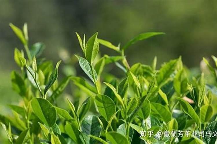 盆栽月季施什么肥