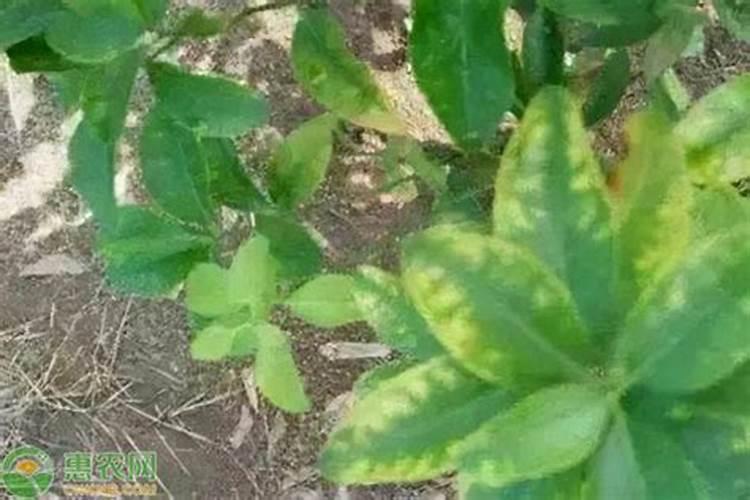 花椒树施肥方法