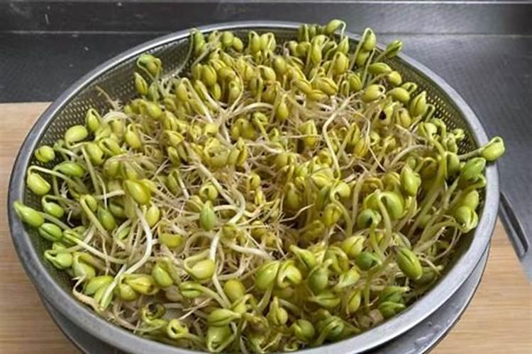 三角梅施肥什么肥最好 三角梅缺铁黄叶怎么追肥