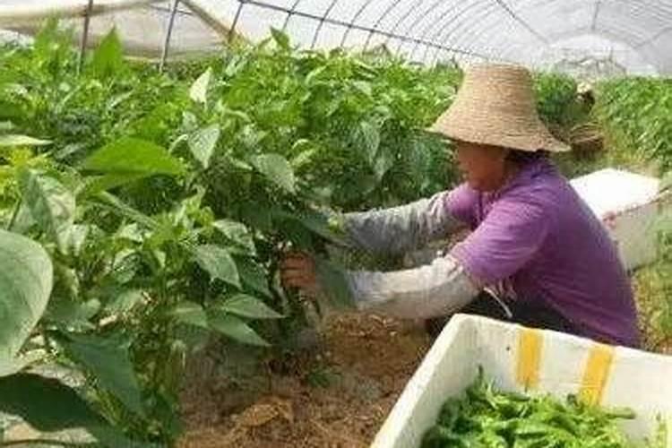 尿素追肥几天能见效