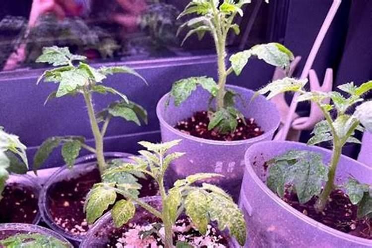 硝酸钾是什么肥料