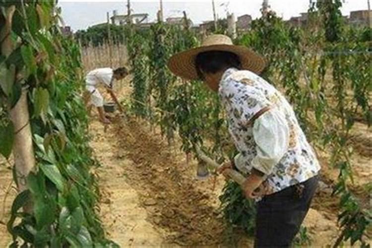 氯化胆碱和什么配最好