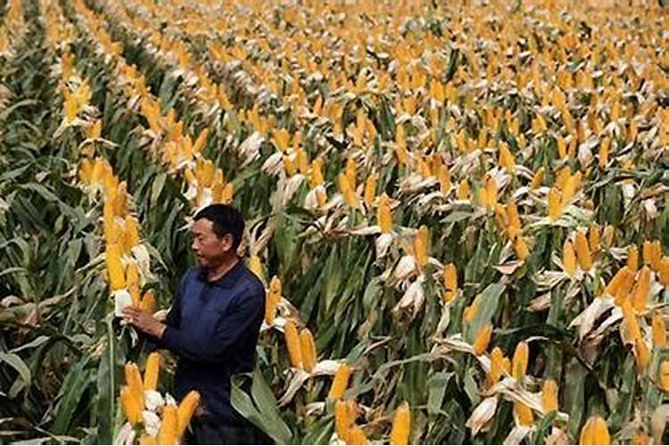 玉米幼苗能用芸苔素吗