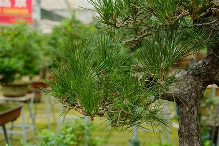 苦瓜开花期的管理