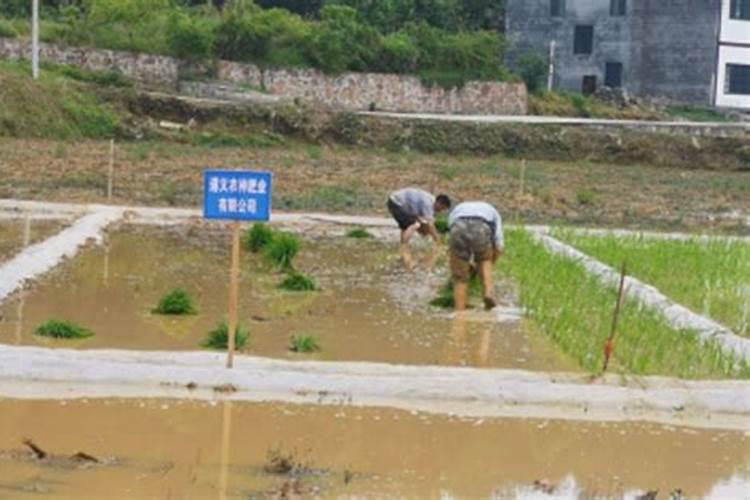 朝天椒黄施什么肥？