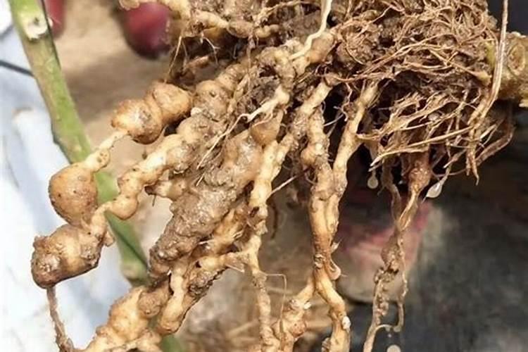 如何理解给作物施肥既不能过多也不能过少？ 改变传统施肥为优化施肥