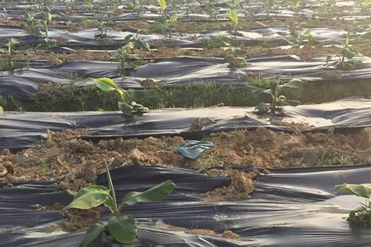 丝瓜需要多少天浇一次水