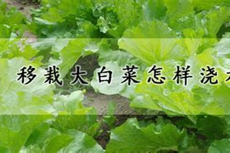 如何施肥才能使大白菜获得高产
