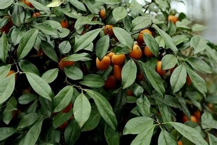 刚种好的植物能用土壤活化剂吗