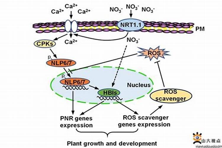 硝态氮肥有哪些