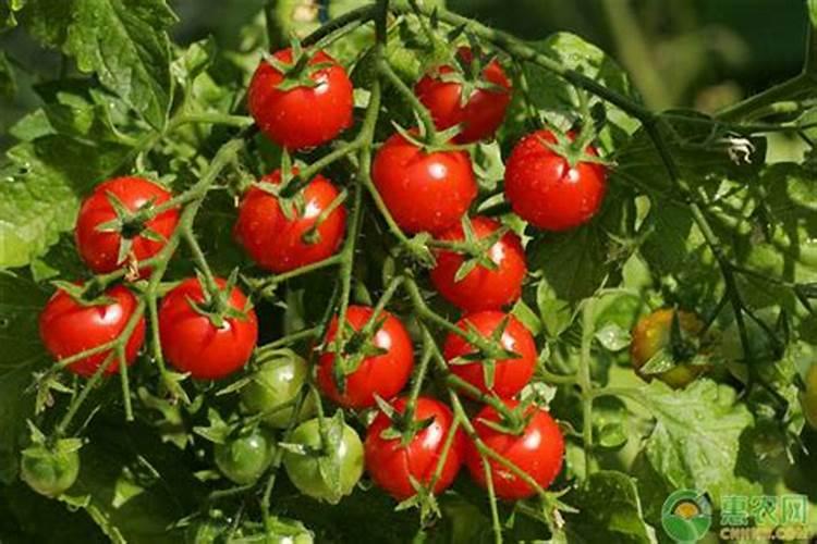 桃子成熟时能不能浇水