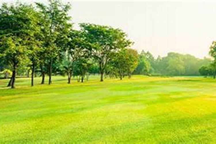 核桃树怎么施肥好？