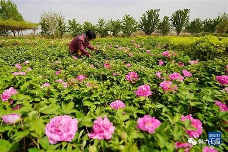 春季牡丹花怎施肥
