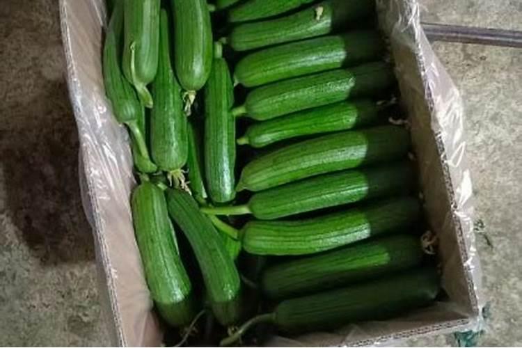 肥料可以保存多久