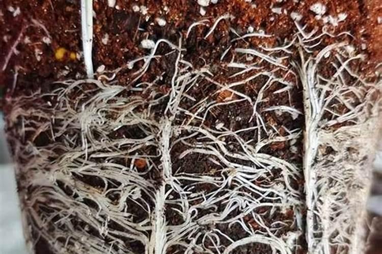 生根粉可以浇花吗