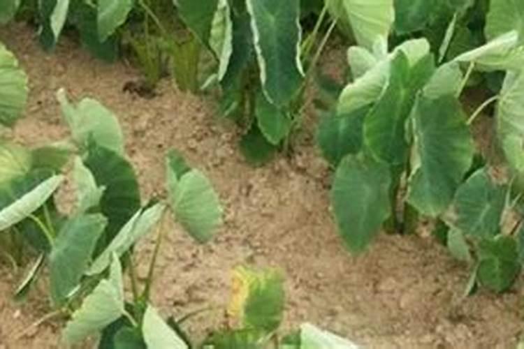 克菌丹不能与什么复配