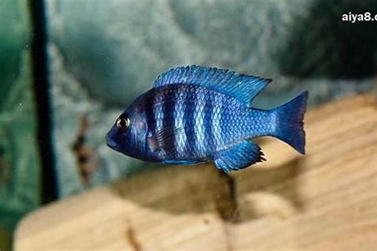 菌核病用什么药