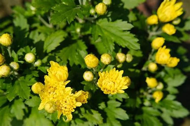 西红柿根腐病用什么药效果最好