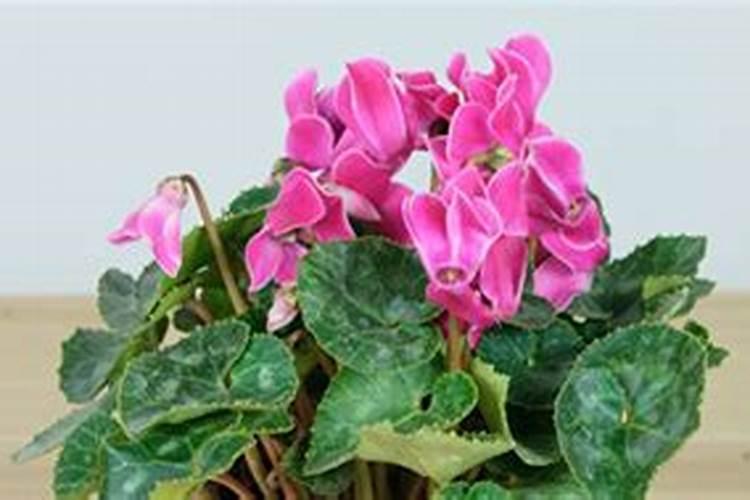 什么样的肥料才适合种仙客来