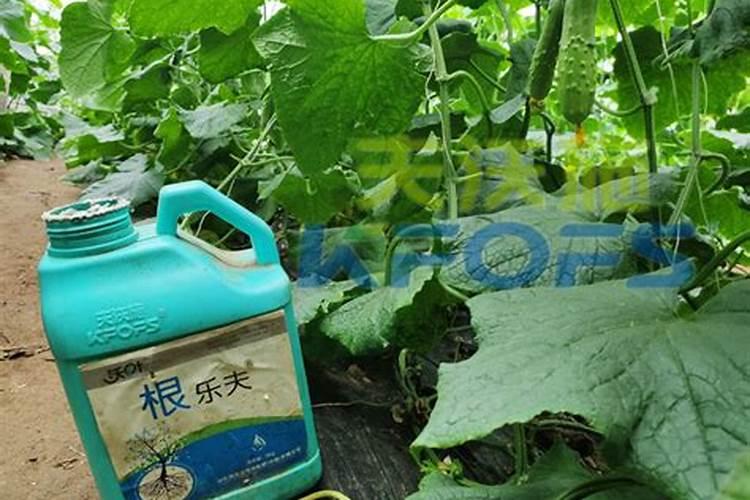 生菜什么时候播种最合适