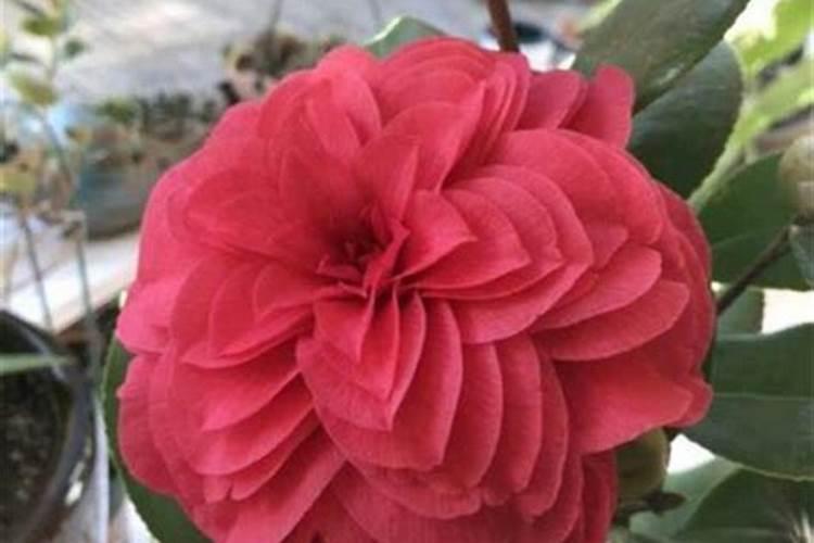 磷钾肥选什么肥料好