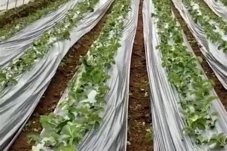 花生追什么肥最好