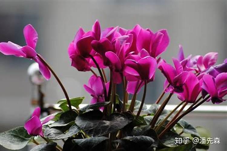 仙客来施什么肥最好