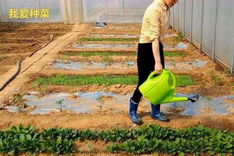 小白菜在追肥的时候,最好用哪些肥料？理由是什么？