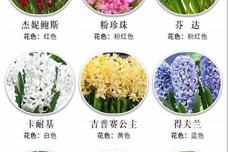 什么花肥好用 养花用营养液好还是肥料好