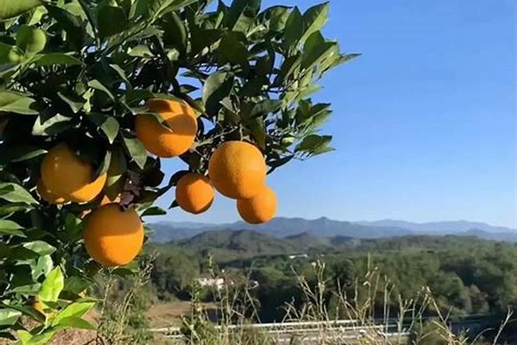 氯化钾和硫酸钾型复合肥的肥效有什么区别？