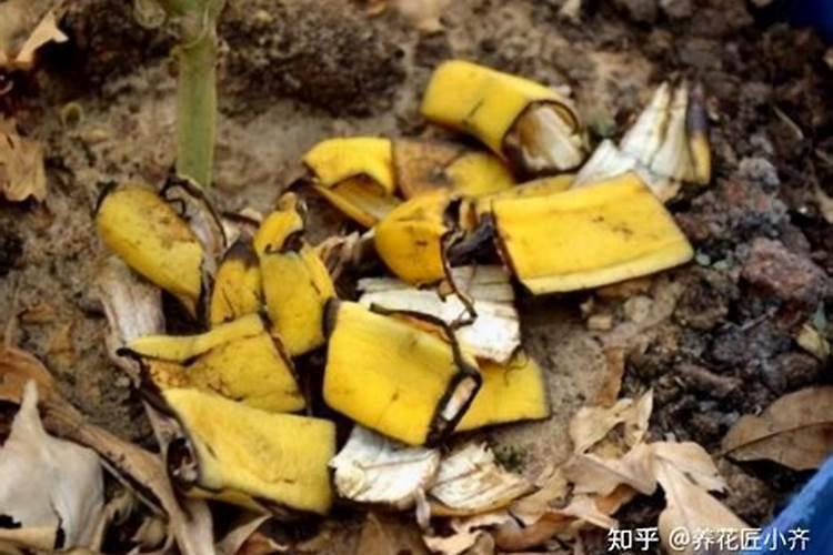 什么是海藻肥,有哪些功效 海藻肥是什么肥