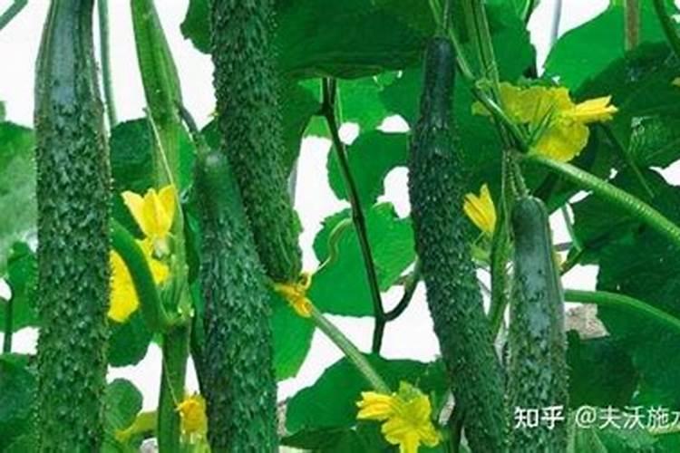 葡萄糖,醋及大蒜水可以做叶面肥吗？