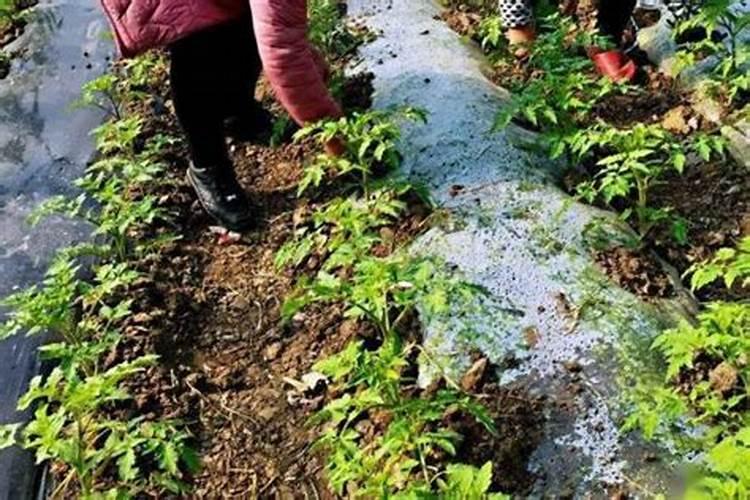 复合肥下雨天撒在土面上有用吗