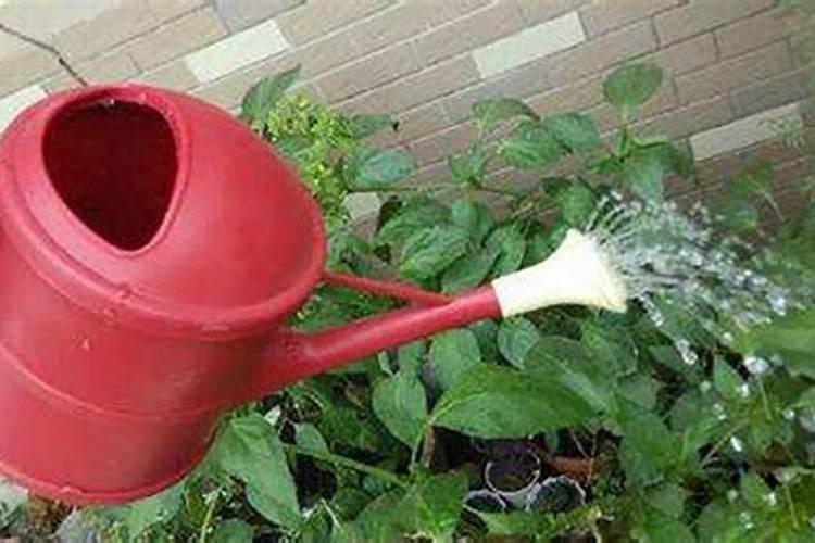 复合肥施肥在雨前还是雨后好 下雨天可以施用吗