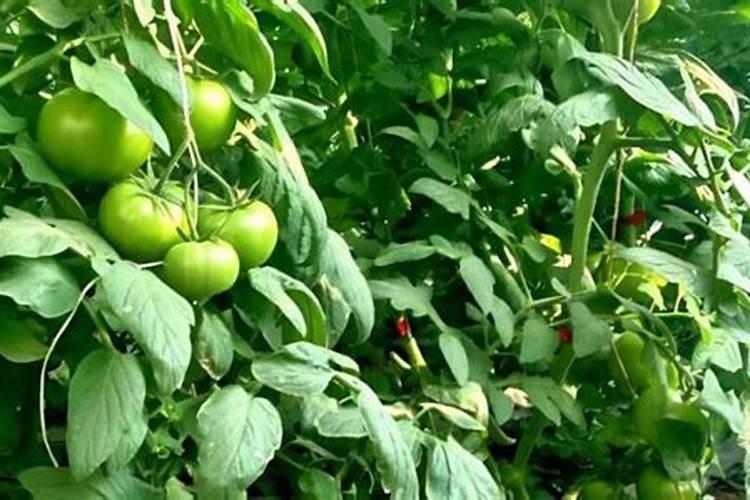 苦瓜钾肥过多会怎样