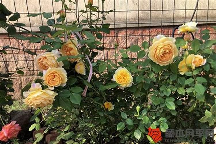 海藻酸和氨基酸的区别