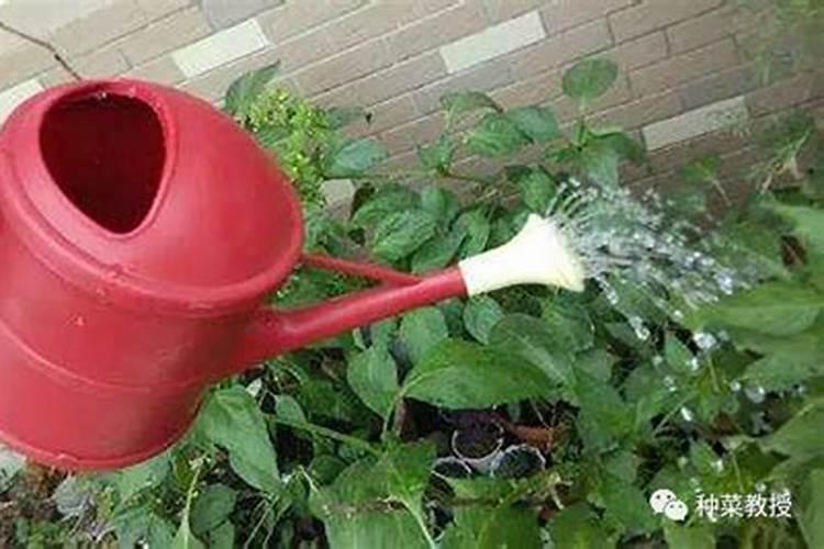 自制钾肥多久浇一次水