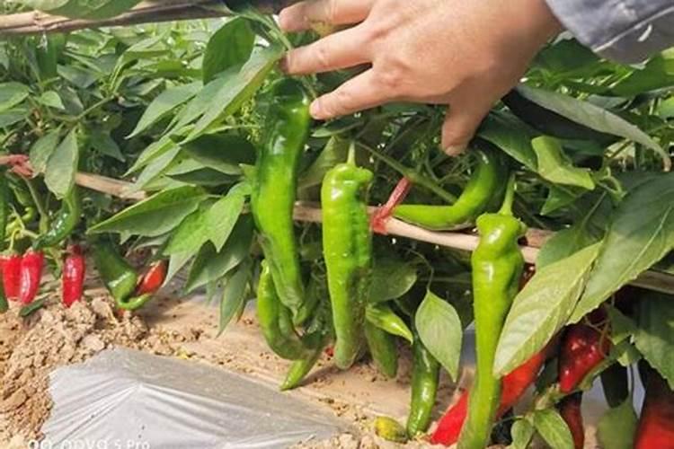 尖椒花叶病疫病