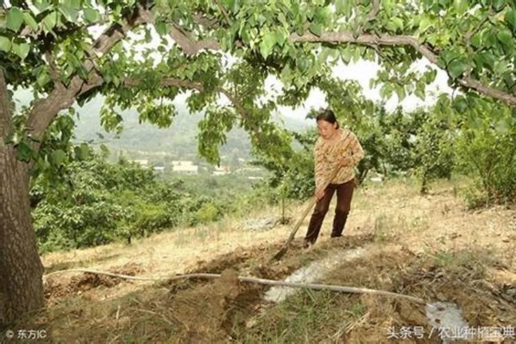高温天气下果树如何补水