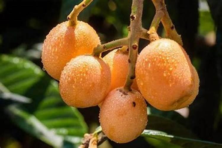 花椒树什么时候可以喷施叶面肥？