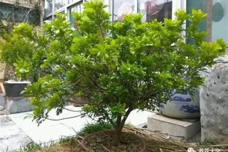 氨基酸水溶肥的危害