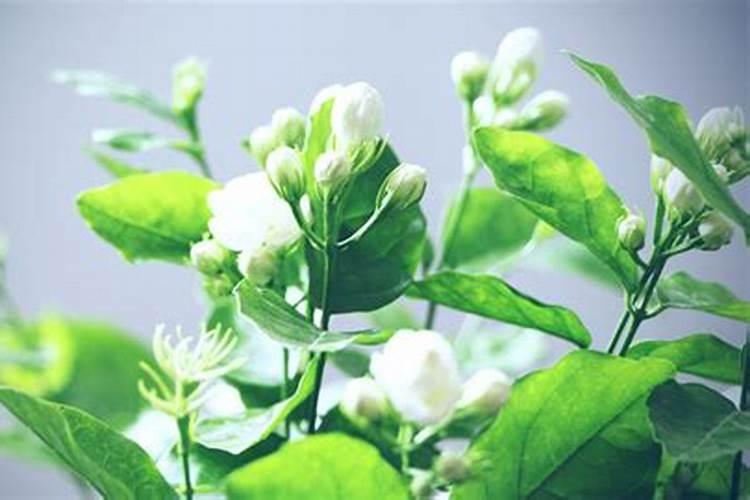 茉莉花怎么施肥(茉莉花怎么施肥？)