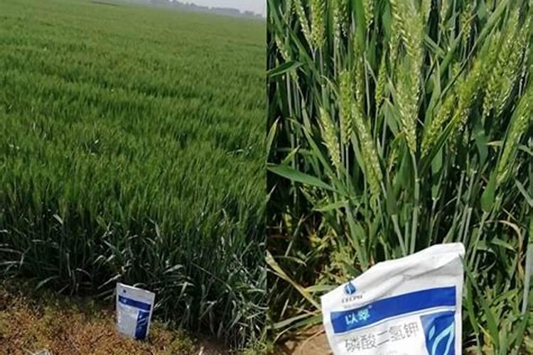 家里种菜下了化肥多久能采摘食用