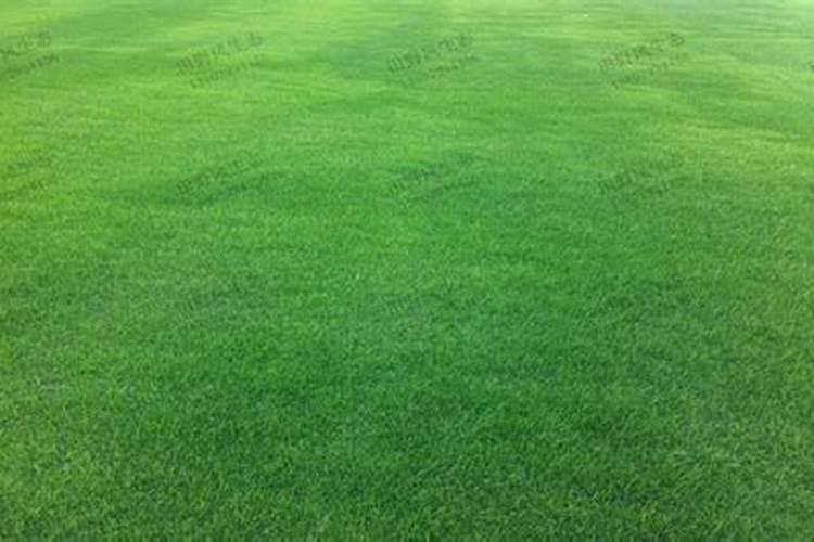 绣球花叶子发黄原因,绣球花叶子发黄怎么办？