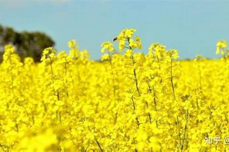 真正自然农法种植——种菜bar制肥法宝“菜籽饼”