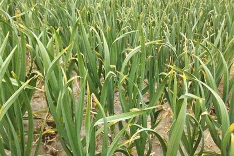 哪些磷肥是有机的